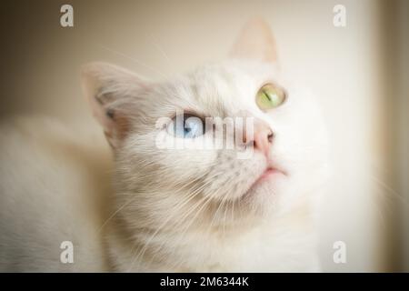 Chat blanc avec yeux jaunes et bleus Banque D'Images