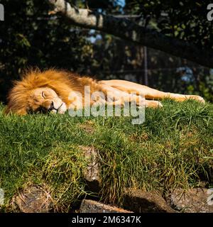 Paresseux Lion NAP au soleil Banque D'Images