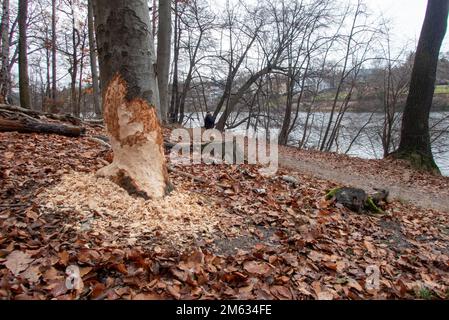 Le castor marque une morsure sur un arbre au lac Griebnitzsee à Berlin Banque D'Images