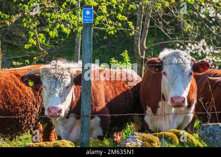 Bovins de boucherie dans une réserve naturelle suédoise Banque D'Images