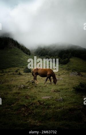 Paysage pittoresque de chevaux bruns pastoring sur une colline verdoyante recouverte de brouillard épais et de conifères Banque D'Images