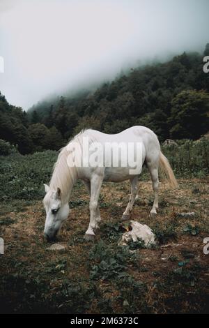 Paysage pittoresque de chevaux blancs pastoring sur une colline verdoyante recouverte de brouillard épais et de conifères Banque D'Images