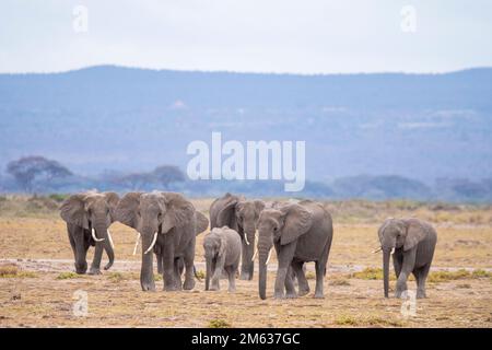 Troupeau d'éléphants gris marchant ensemble dans la savane sur la route poussiéreuse dans le parc national d'Amboseli Banque D'Images