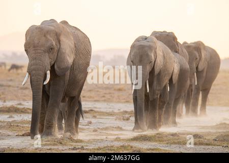 Troupeau d'éléphants gris marchant ensemble dans la savane sur la route poussiéreuse dans le parc national d'Amboseli Banque D'Images
