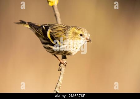 Adorable oiseau d'or féminin de lugano assis sur une branche d'arbre mince et regardant la caméra Banque D'Images
