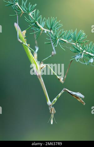 Vue latérale gros plan mantis de tête de conehead assis sur une branche d'arbre vert sur un fond flou dans le parc national d'Amboseli Banque D'Images