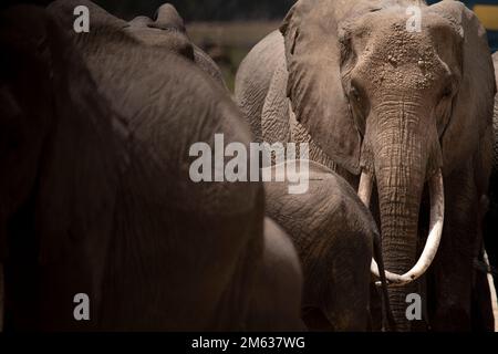 Groupe d'éléphants sauvages de brousse africains qui bissent dans la savane le jour ensoleillé dans le parc national d'Amboseli, Kenya Banque D'Images