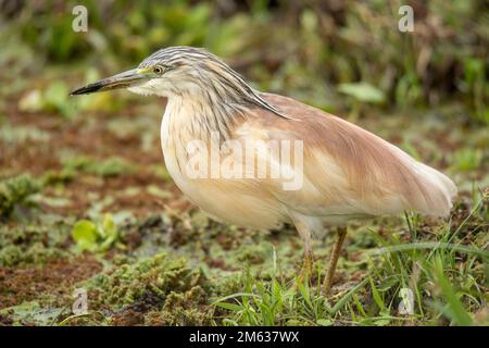 Ardeola ralloides sauvage oiseau assis sur la rive herbeuse du réservoir d'eau dans la savane du parc national d'Amboseli, Kenya Banque D'Images