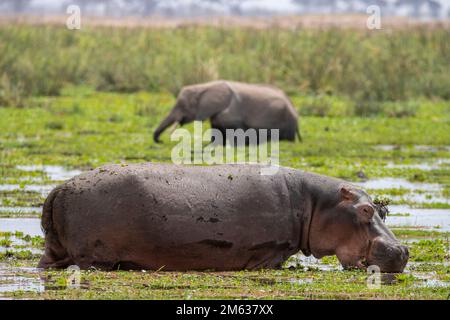 Hippopotame sauvage eau potable du lac près de l'éléphant de brousse africain le jour d'été dans la savane du parc national d'Amboseli, Kenya Banque D'Images