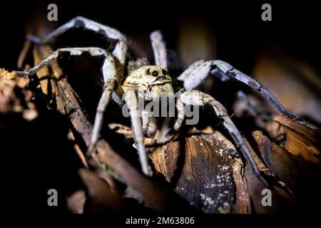 De dessus une grande araignée de la famille Lycosidae rampant sur une vieille souche à la nuit sombre dans la nature Banque D'Images