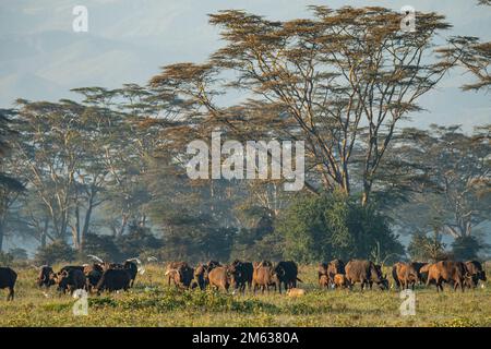 Troupeau de bisons sauvages mangeant de l'herbe près des arbres le jour d'été dans les prairies Banque D'Images