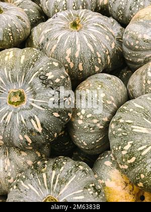 De dessus de tas de citrouilles vertes fraîches placées sur la cale sur le marché local Banque D'Images