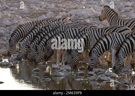 Troupeau de zèbres sauvages se tenant sur la rive pierreuse et de l'eau potable provenant du lac en Namibie Banque D'Images