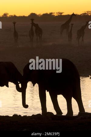 Silhouettes d'éléphants sauvages et de girafes sur la rive de la rivière dans le désert safari au coucher du soleil Banque D'Images