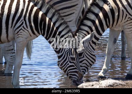 Troupeau de zèbres sauvages se tenant sur la rive pierreuse et de l'eau potable provenant du lac en Namibie Banque D'Images