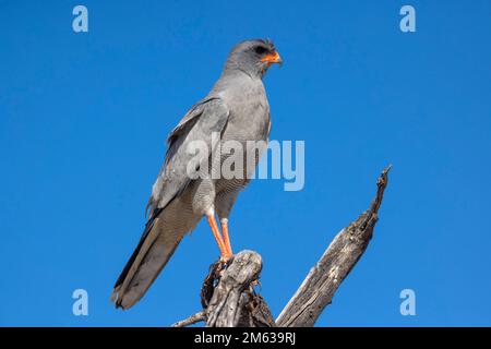 Faucon sombre changeant assis sur le dessus de l'arbre sec mort contre le ciel bleu clair Banque D'Images