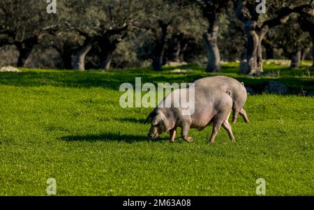 Porcs ibériques noirs paissant sur un terrain vert herbacé près des collines le jour ensoleillé d'été dans la campagne Banque D'Images