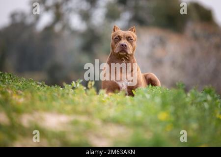 Un chien est assis dans le champ parmi les buissons Banque D'Images