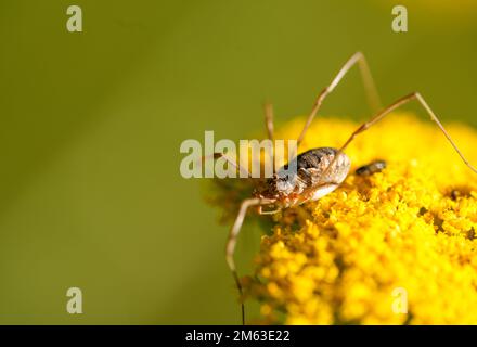 Récolteuse sur la fleur jaune de l'yarrow. Gros plan sur un arrière-plan vert. Araignée à longues pattes fines. Opiliones. Banque D'Images