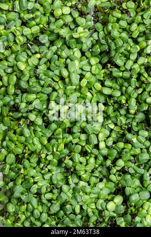 Jeunes pousses juteuses de micro-verdure en gros plan. La croissance des graines en serre. Ferme de micro-verdure. Production de vitamine nutr écologique Banque D'Images