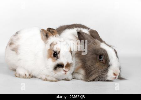 Portrait de deux lapins sur fond blanc. Les lapins pour animaux s'assoient et regardent loin Banque D'Images