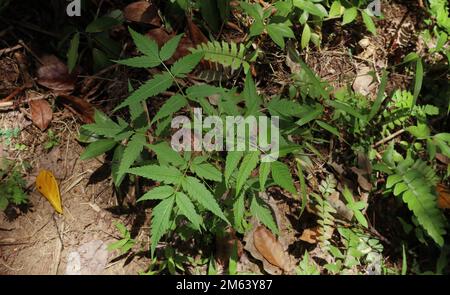 Une petite plante de la baie de Chine (Melia Azedarach) pousse dans la zone sauvage du Sri Lanka Banque D'Images