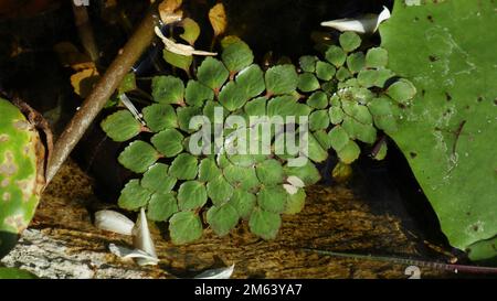 Vue en hauteur de la plante de fleurs de la mosaïque (Ludwigia Sedioides) dans un petit étang Banque D'Images