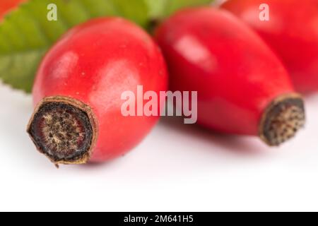 Rosehip isolé sur fond blanc. Baies de briar fraîches et crues avec feuilles Banque D'Images