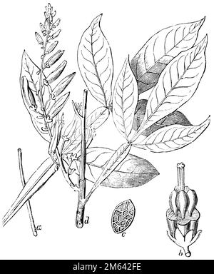 Bois de quassia, Quassia amara, (encyclopédie, 1893), Quassiabum, Quinine de Cayenne Banque D'Images