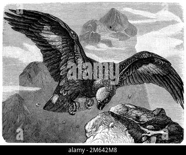 aigle royal, Aquila chrysaetos, (encyclopédie, 1898), Steinadler, L'Aigle royal Banque D'Images