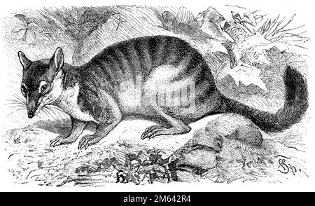 numbat, Myrmecobius fasciatus, (encyclopédie, 1898), Numbat, numbat Banque D'Images