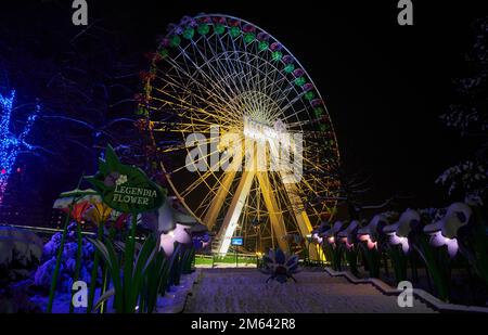 Legendia Fleur Ferris Wheel dans le parc d'attractions Legendia Silesian en hiver. Ogród Świateł la nuit à Chorzow, conte de fées d'hiver. Banque D'Images