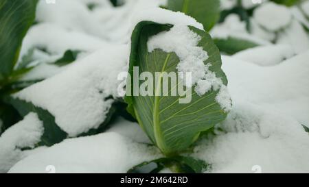 Champ feuille vert chou cole récoltes blanc, ferme jardin feuilles bio bio bio bio bio Brassica oleracea var. Capitata grands fruits frais à tête de plantation Banque D'Images