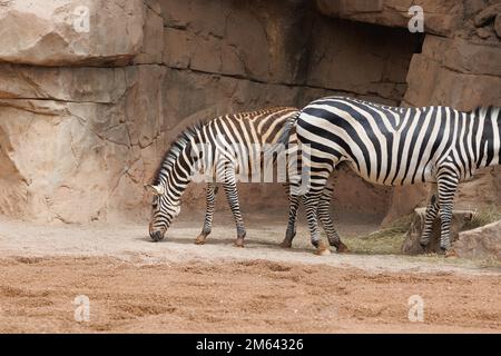 Zèbres de Grant, Equus quagga boehmi, la plus petite des sous-espèces des Zèbres des plaines. Banque D'Images