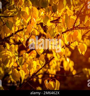 Belles feuilles jaunes pendent sur les arbres en automne. Banque D'Images