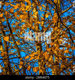 Belles feuilles jaunes pendent sur les arbres en automne. Banque D'Images