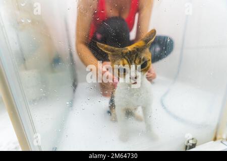 Femme méconnaissable lavant un chat en colère Devon Rex sous la douche. Photo de haute qualité Banque D'Images