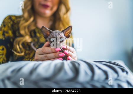 Femme en cuddling avec le chaton de Devon Rex. Photo de haute qualité Banque D'Images