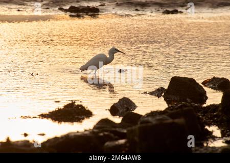 Little Egret (guret garzetta) à la recherche de nourriture sur les vasières de la côte de la côte de la région de la côte de la côte de la côte de la côte de la côte de la côte de la côte de la côte de la côte de la côte de la Banque D'Images