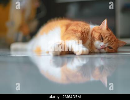 Chat de gingembre se détendre sur le sol dans une atmosphère confortable. Banque D'Images