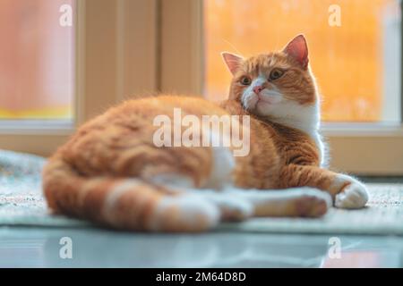 Ginger Cat vérifie l'environnement effrayé par le bruit autour. Banque D'Images