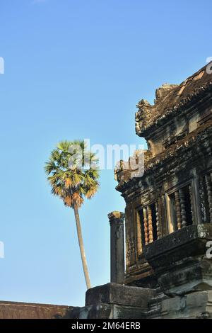 Bibliothèque et palmier à l'intérieur du complexe d'Angkor Wat au Cambodge Banque D'Images