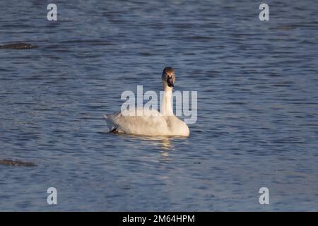 Le cygne toundra (Cygnus columbianus), jeune oiseau sur le lac. C'est un petit cygne. Banque D'Images
