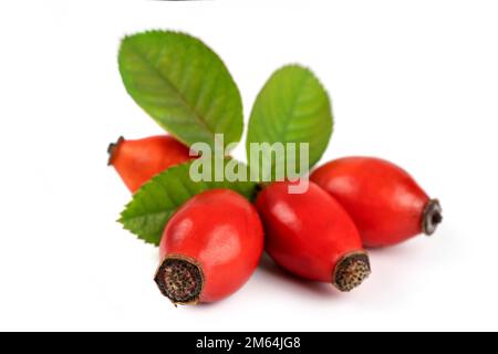 Rosehip isolé sur fond blanc. Baies de briar fraîches et crues avec feuilles Banque D'Images