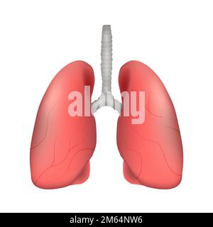 Poumon humain . Système respiratoire . Conception réaliste . Isolé . Illustration vectorielle . Illustration de Vecteur