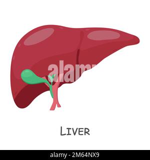 Foie de l'homme . Dessin animé . Isolé . Vecteur . Illustration de Vecteur