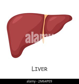 Foie de l'homme . Dessin animé . Isolé . Vecteur . Illustration de Vecteur