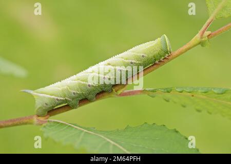 Gros plan naturel sur la grande chenille verte brillante de la teigne à eyed Hawk, Smerinthus ocellatus, sur Salix , Willow Banque D'Images