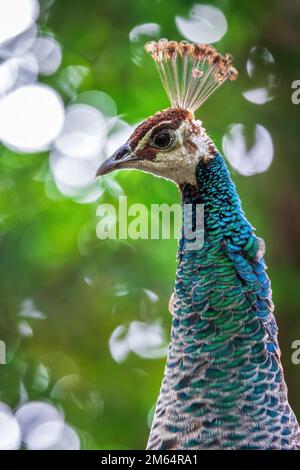 Les paons bleus sont parmi les plus grands de tous les oiseaux qui volent. Banque D'Images