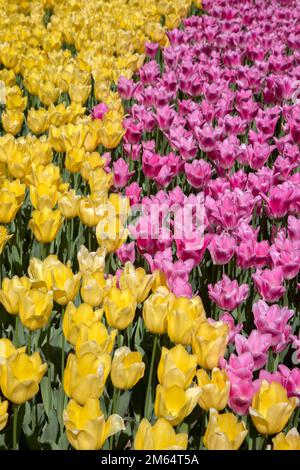 Tulipes jaunes et roses dans le parc Banque D'Images